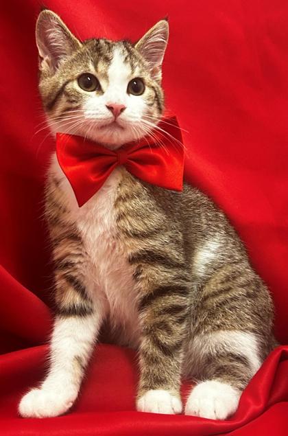 The cats in the hats  HumanePro by The Humane Society of the