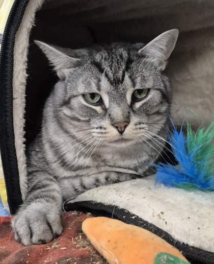 Cat Rescue Surrendering A Cat Animal Welfare Pets Surrendering