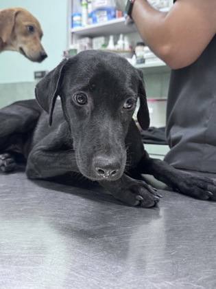 Venus photo