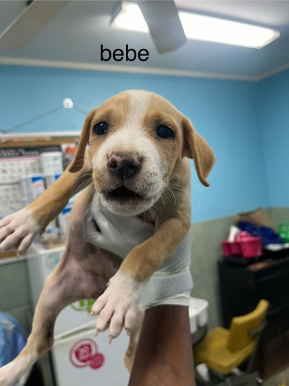 Bebe photo 2