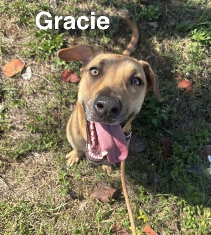 Gracie photo 3
