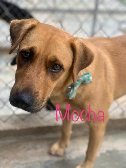 Mocha photo