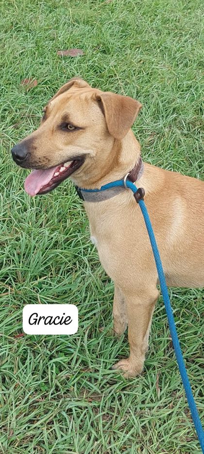 Gracie photo