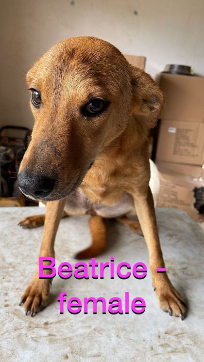 Beatrice photo 2
