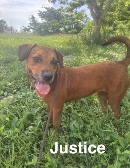 Justice photo
