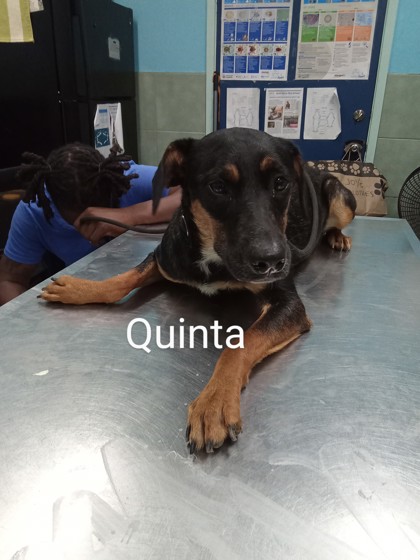 Quinta photo