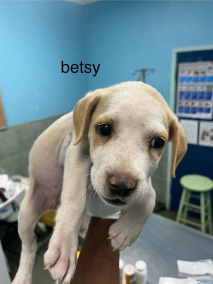 Betsy photo 2