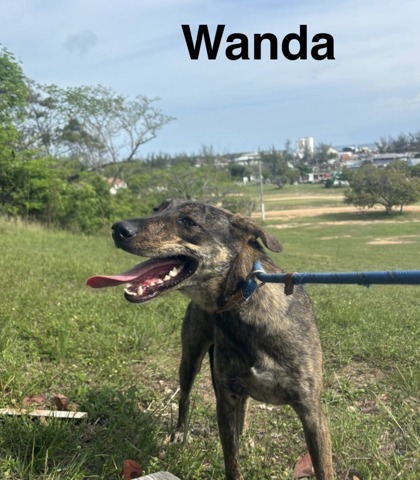 Wanda photo