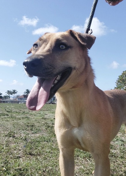Gracie photo 2