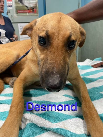 Desmond photo