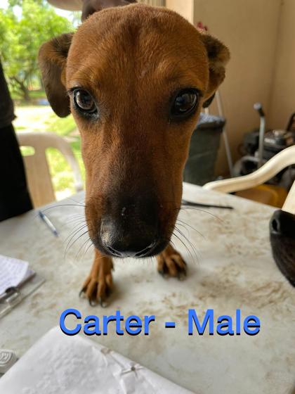 Carter photo 2