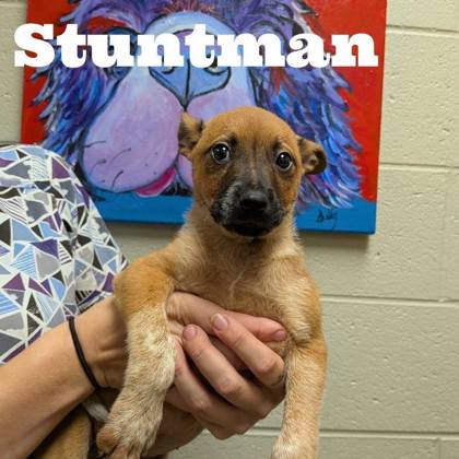 Stuntman photo