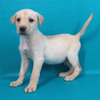 Lambs farm shop dog adoption