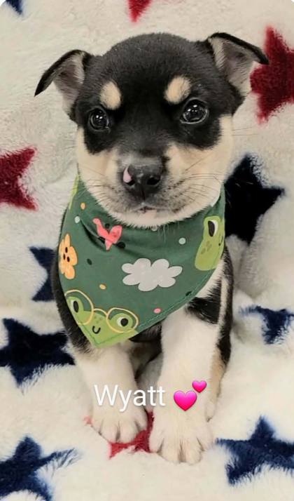 Wyatt photo