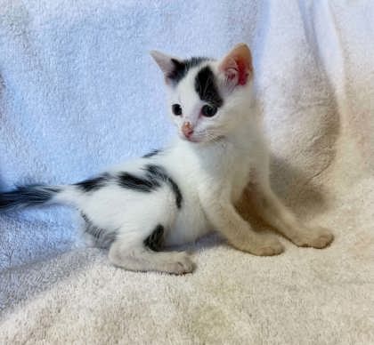 Domino photo