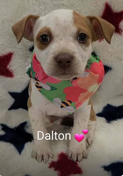 Dalton photo