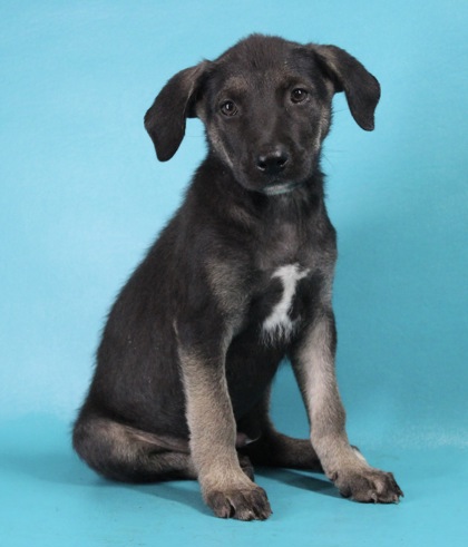 Adoptable Puppies — Wright-Way Rescue