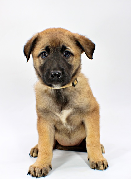 Unnamed pet photo