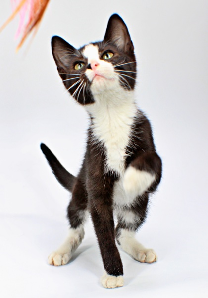 Sylvester photo