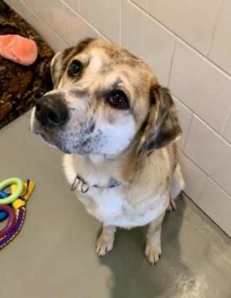 Ginger, adoptable senior Shepherd/Mix