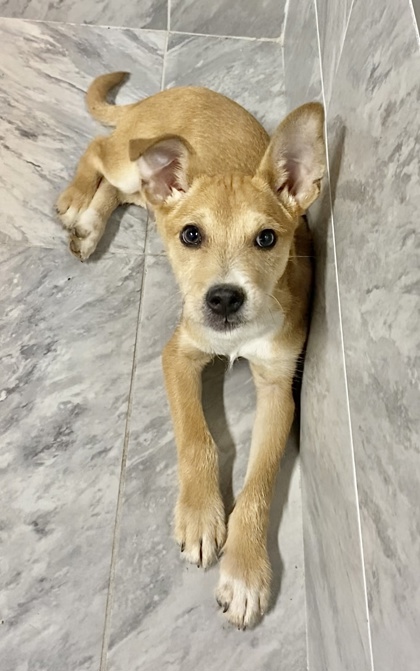 Lambs farm shop dog adoption