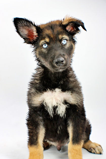 Wolf photo