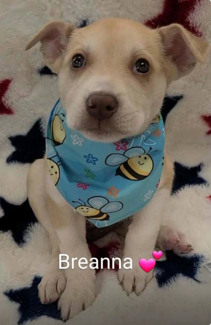 Breanna photo