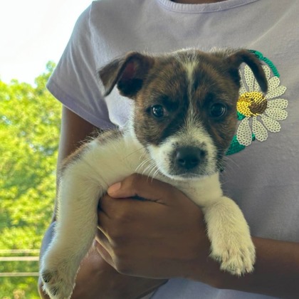 Nala photo