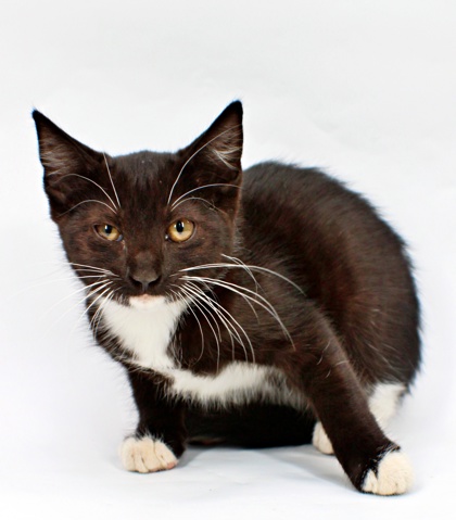 Seraphina photo