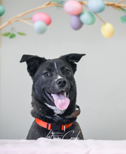 Adoptable Dogs in Northwest Montana Humane Society of Northwest