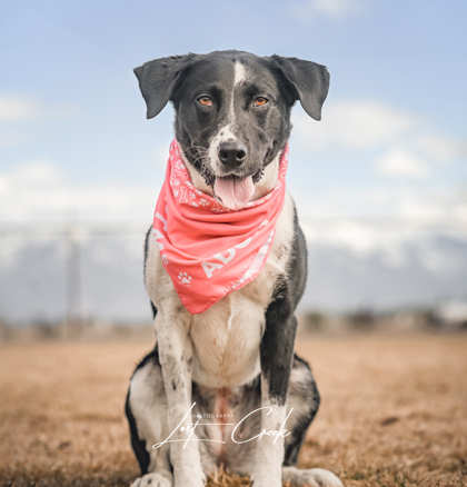 Adoptable Dogs in Northwest Montana Humane Society of Northwest