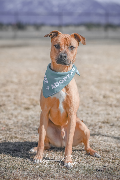 Adoptable Dogs in Northwest Montana Humane Society of Northwest