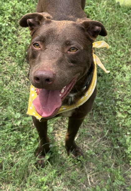 Pet Photo