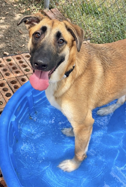 Foto de mascota