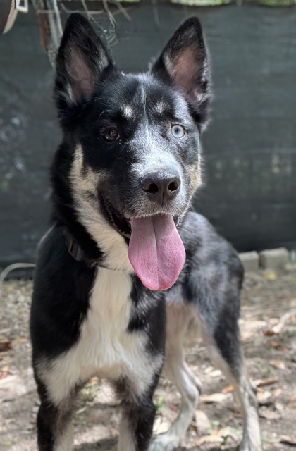 Pet Photo