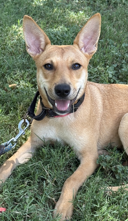 Pet Photo