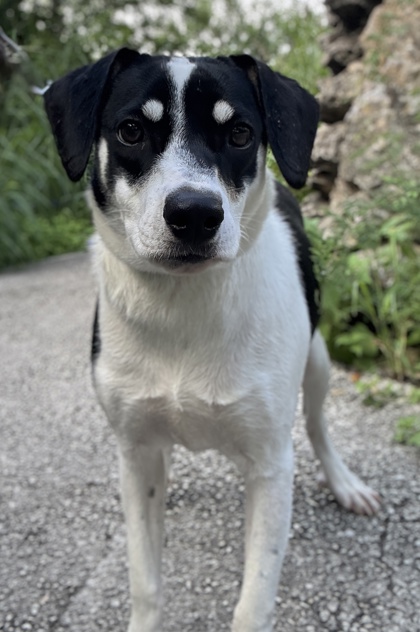 Foto de mascota