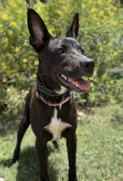 Foto de mascota
