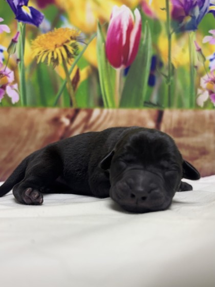 Pet Photo