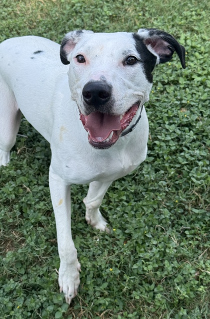 Pet Photo
