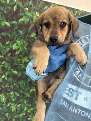 Pet Photo