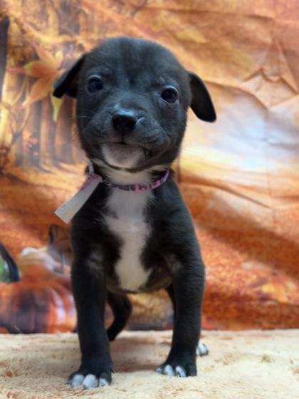 Pet Photo