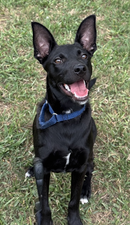 Pet Photo