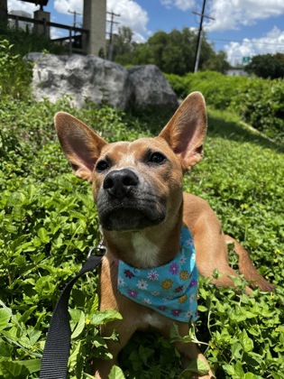 Pet Photo