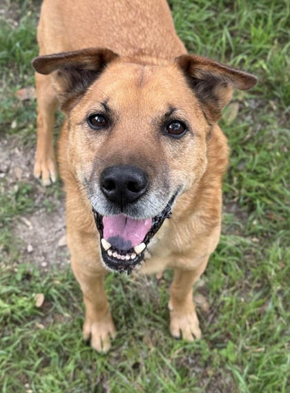 Pet Photo