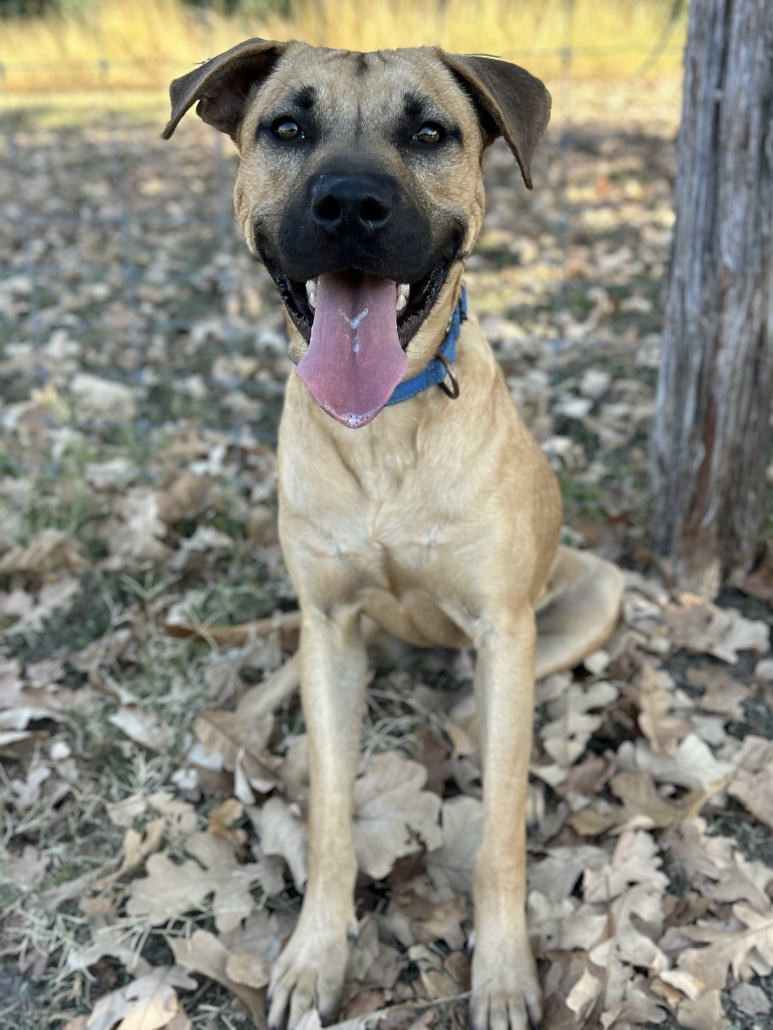 Pet Photo