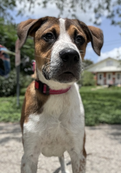 Pet Photo