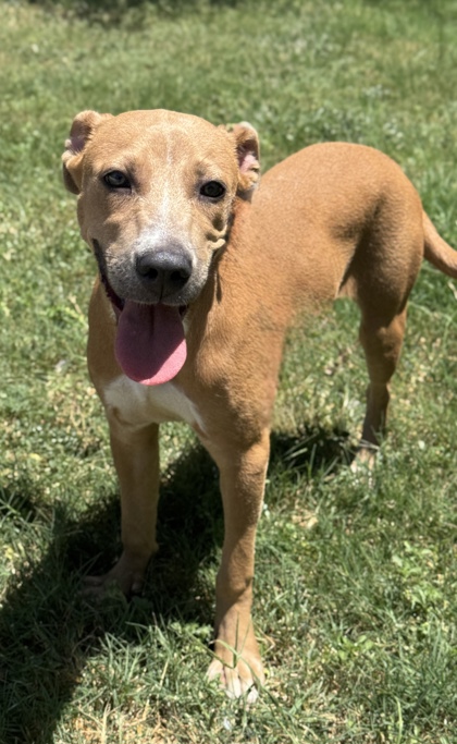 Pet Photo