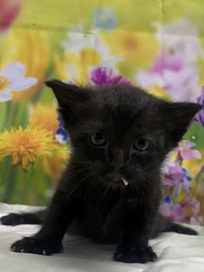 Pet Photo