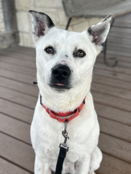 Pet Photo